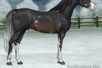 Horse Color:Brown Sabino