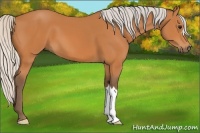 Horse Color:Silver Bay 