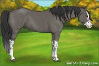 Horse Color:Grullo Roan Sabino Splash  and Grullo Sabino Splash 