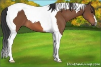 Horse Color:Bay Tobiano 