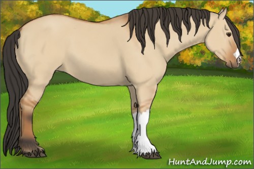 Horse Color:Bay Dun 