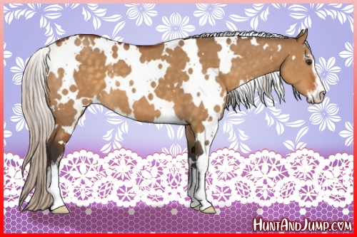 Horse Color:White Spotted Silver Buckskin Dun Sabino 