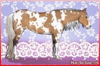 Horse Color:White Spotted Silver Buckskin Dun Sabino