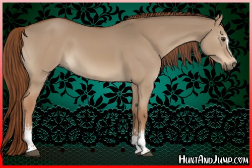 Horse Color:White Spotted Red Dun 