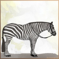 Horse Color:Smoky Blue Roan Rabicano 
