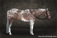 Horse Color:Brown Sabino Tobiano Rabicano 