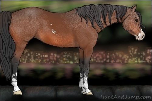 Horse Color:Bay Sabino 
