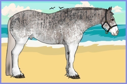 Horse Color:White Spotted Blue Roan Rabicano  and White Spotted Silver Blue Roan Rabicano 