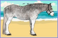 Horse Color:White Spotted Blue Roan Rabicano  and White Spotted Silver Blue Roan Rabicano 