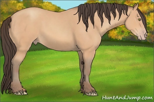 Horse Color:Amber Champagne 