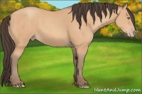 Horse Color:Amber Champagne 
