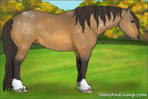 Horse Color:Buckskin