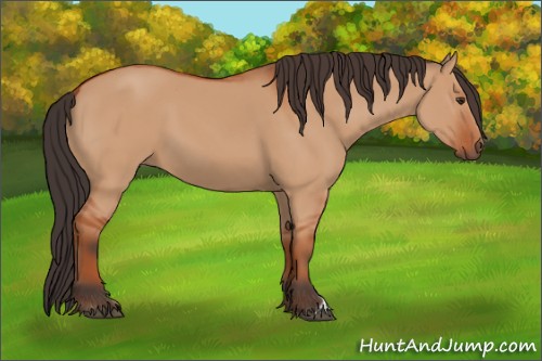 Horse Color:Bay Dun 