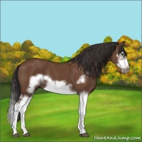 Horse Color:Bay Splash Frame 