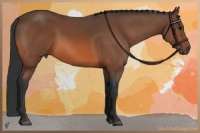 Horse Color:Bay 