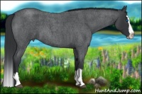 Horse Color:Blue Roan Splash 