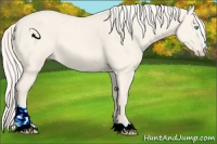 Horse Color:Cremello Dun Sabino 