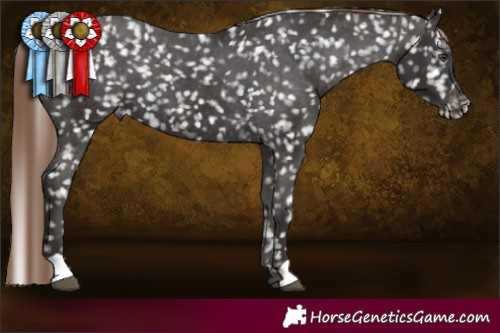 Horse Color:Liver Chestnut Snowflake Varnish 