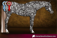 Horse Color:Liver Chestnut Appaloosa 