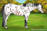 Horse Color:Bay Appaloosa