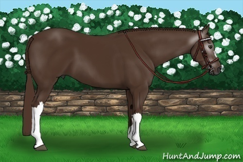 Horse Color:Gray Chestnut