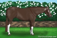 Horse Color:Gray Chestnut 