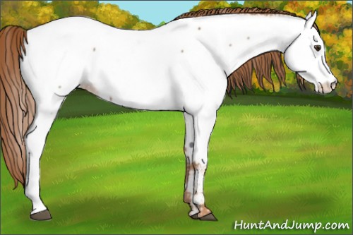 Horse Color:Chestnut Appaloosa 