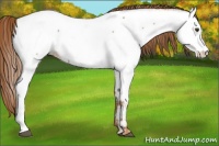Horse Color:Chestnut Appaloosa 