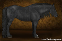 Horse Color:Black  and Gray Black 