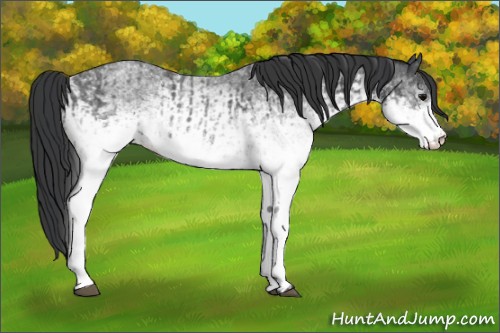 Horse Color:White Spotted Blue Roan Rabicano and White Spotted Blue Roan Rabicano