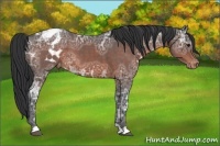 Horse Color:Brown Ice Appaloosa 