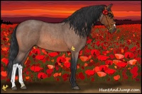Horse Color:Bay Roan 