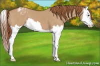 Horse Color:Red Dun Splash Appaloosa 