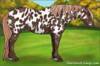 Horse Color:Gray Chestnut Appaloosa 
