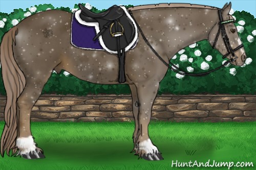 Horse Color:Chocolate Palomino Sabino 