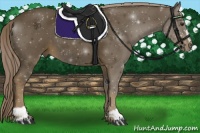 Horse Color:Chocolate Palomino Sabino 