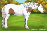 Horse Color:Chestnut Splash Tobiano