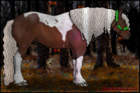 Horse Color:Silver Brown Tobiano 