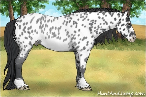 Horse Color:Blue Roan Frame Appaloosa 