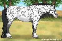 Horse Color:Blue Roan Frame Appaloosa