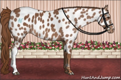 Horse Color:Chestnut Appaloosa 