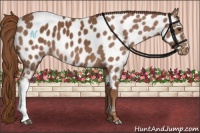 Horse Color:Chestnut Appaloosa