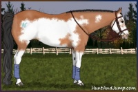 Horse Color:Bay Splash Frame