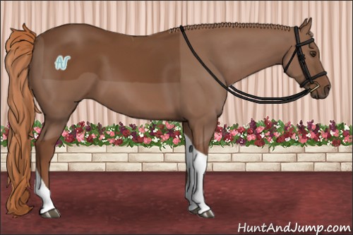 Horse Color:Chestnut Tobiano Rabicano