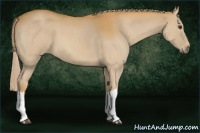 Horse Color:Palomino Roan 