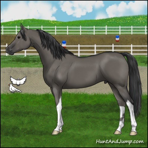 Horse Color:Grullo Tobiano