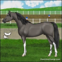 Horse Color:Grullo Tobiano