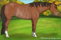 Horse Color:Bay Appaloosa Rabicano 