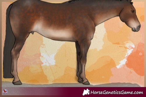 Horse Color:Liver Chestnut 