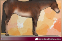 Horse Color:Liver Chestnut 